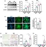 SOX9 Antibody in Western Blot (WB)