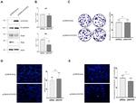TIP30 Antibody in Western Blot (WB)