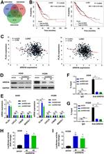 ARID1A Antibody in ChIP Assay (ChIP)
