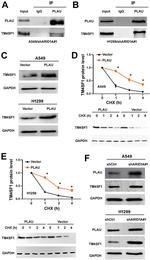TM4SF1 Antibody in Western Blot (WB)