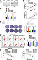 TM4SF1 Antibody in Western Blot (WB)