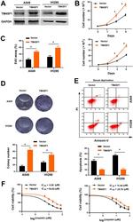TM4SF1 Antibody in Western Blot (WB)