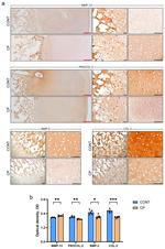 BMP-2 Antibody in Immunohistochemistry (IHC)