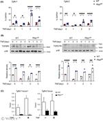 TGFBR1 Antibody in Western Blot (WB)