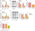 CXCL12 Antibody in Western Blot (WB)