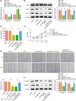 CXCL12 Antibody in Western Blot (WB)