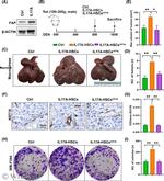 FAP Antibody in Western Blot (WB)