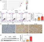 CD4 Antibody in Flow Cytometry (Flow)