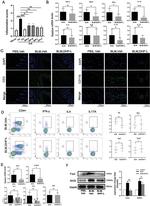 CD4 Antibody in Flow Cytometry (Flow)
