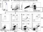 CD4 Antibody in Flow Cytometry (Flow)