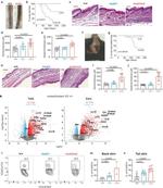 CD4 Antibody in Flow Cytometry (Flow)