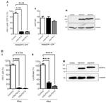 SLFN14 Antibody in Western Blot (WB)