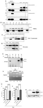 SLFN14 Antibody in Western Blot (WB)