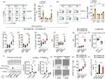 CD4 Antibody in Flow Cytometry (Flow)