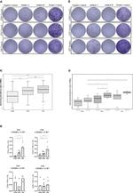 CD4 Antibody in Flow Cytometry (Flow)