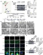 GRASP65 Antibody in Western Blot (WB)