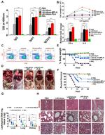 CD8b Antibody in Flow Cytometry (Flow)
