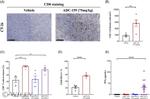 CD8a Antibody in Flow Cytometry (Flow)