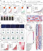 CD8a Antibody in Flow Cytometry (Flow)
