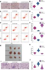 CD8a Antibody in Flow Cytometry (Flow)