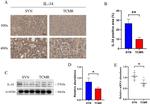 IL-34 Antibody in Western Blot, Immunohistochemistry (WB, IHC)