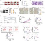 CD8a Antibody in Flow Cytometry (Flow)
