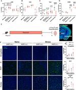 CD8a Antibody in Flow Cytometry (Flow)