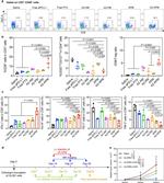 CD8a Antibody in Flow Cytometry (Flow)