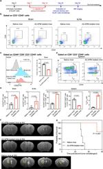 CD8a Antibody in Flow Cytometry (Flow)