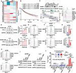 Acetyl-NFkB p65 (Lys310) Antibody in Western Blot (WB)