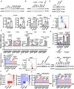 NAMPT Antibody in Western Blot (WB)