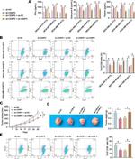 CD8a Antibody in Flow Cytometry (Flow)