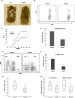 CD8a Antibody in Flow Cytometry (Flow)