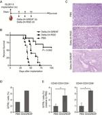 CD8a Antibody in Flow Cytometry (Flow)