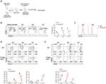 CD8a Antibody in Flow Cytometry (Flow)