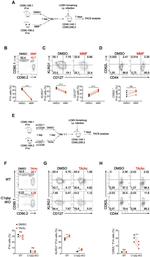 CD8a Antibody in Flow Cytometry (Flow)
