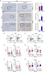 CD8a Antibody in Flow Cytometry (Flow)