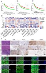 CD8a Antibody in Immunohistochemistry (IHC)