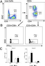 CD8a Antibody in Flow Cytometry (Flow)