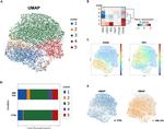 CD39 Antibody in Flow Cytometry (Flow)