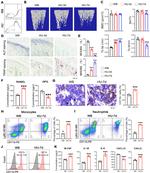 CD11b/c Antibody in Flow Cytometry (Flow)