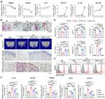 CD11b/c Antibody in Flow Cytometry (Flow)