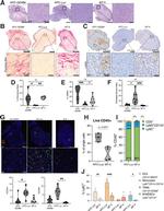 CD11b Antibody in Flow Cytometry (Flow)