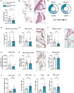 CD11b Antibody in Flow Cytometry (Flow)