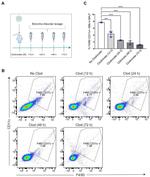 CD11b Antibody in Flow Cytometry (Flow)
