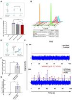 CD11b Antibody in Flow Cytometry (Flow)