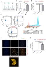 CD11b Antibody in Flow Cytometry (Flow)