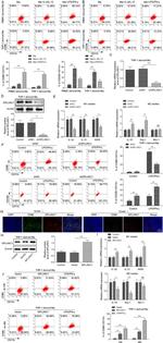 CD11b (activation epitope) Antibody in Flow Cytometry (Flow)