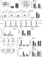 CD11b (activation epitope) Antibody in Flow Cytometry (Flow)
