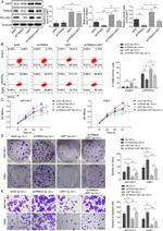 CD11b (activation epitope) Antibody in Flow Cytometry (Flow)